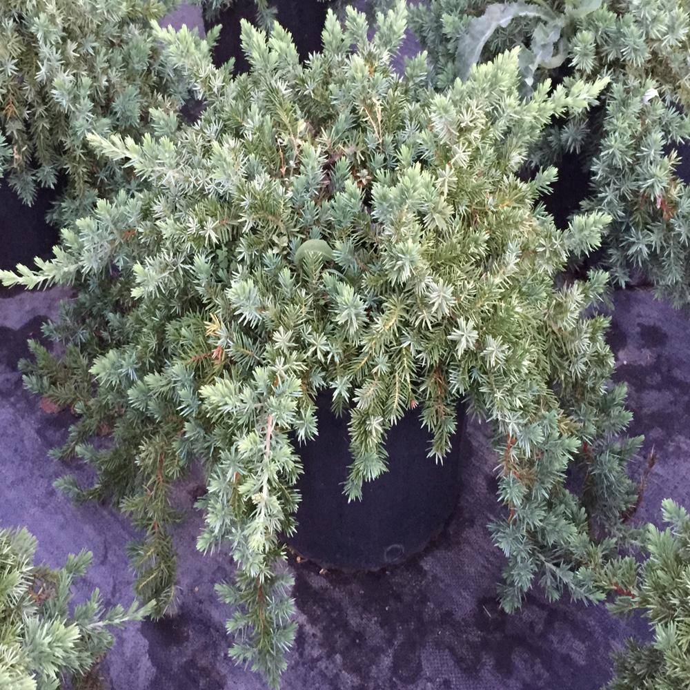 OnlinePlantCenter 3 Gal. Blue Pacific Juniper Shrub J6023G3