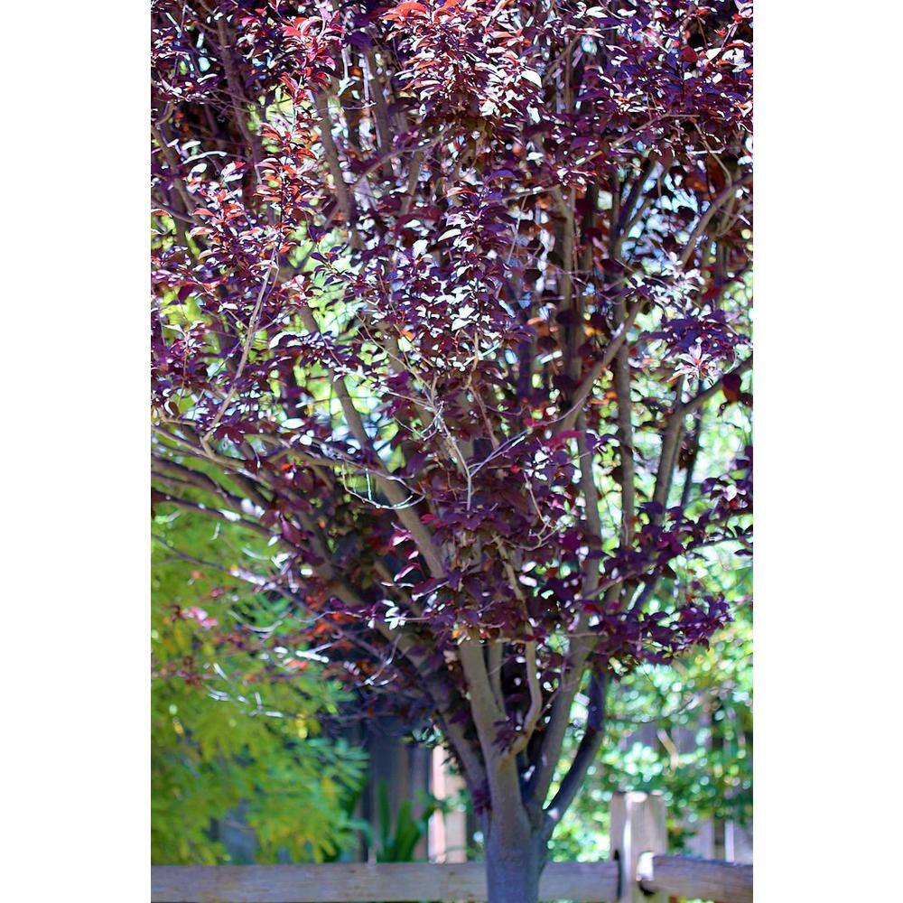 Online Orchards Vesuvius Flowering Plum Tree (Bare Root 3 ft. to 4 ft. Tall) FLPL002