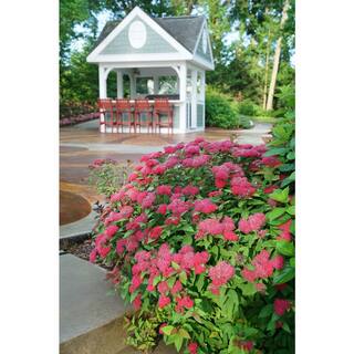 PROVEN WINNERS 2 Gal. Double Play Doozie Spirea with Red to Purple Flowers 14737
