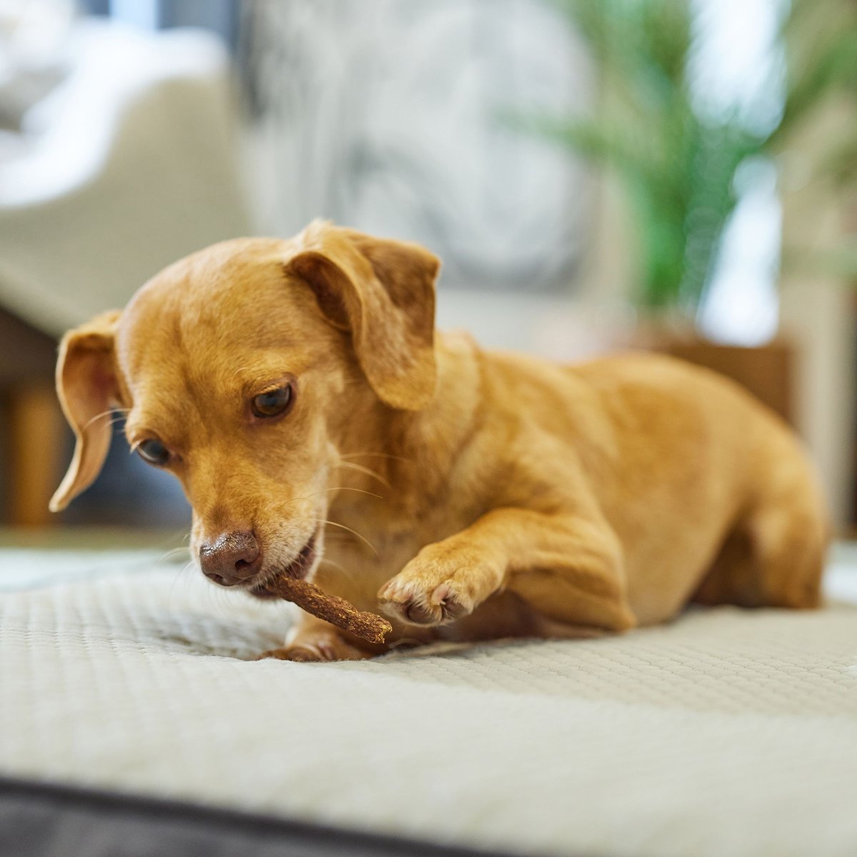 Newman's Own Snack Sticks Chicken and Sweet Potato Recipe Grain-Free Dog Treats