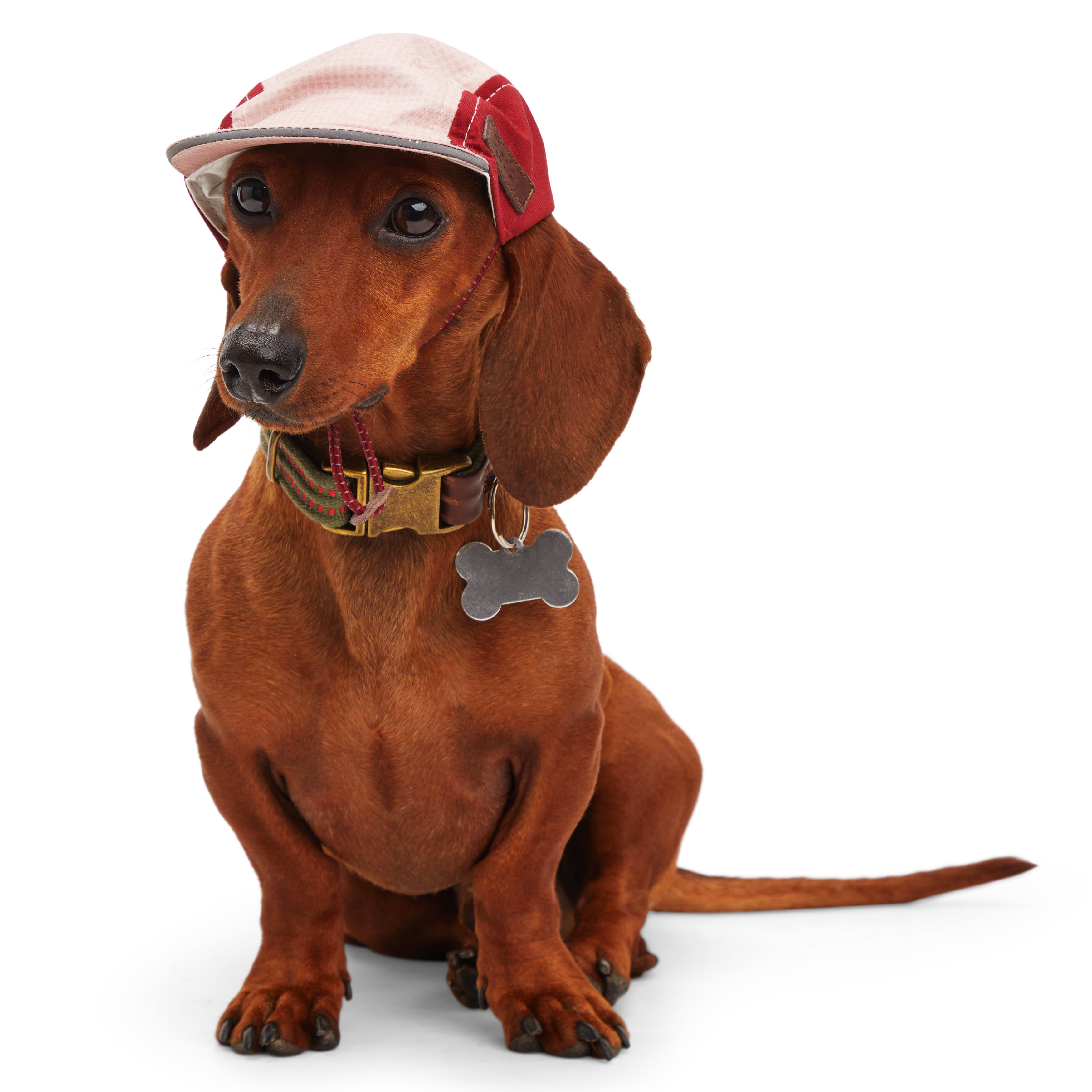 Reddy Red Hat for Dogs， X-Small/Small