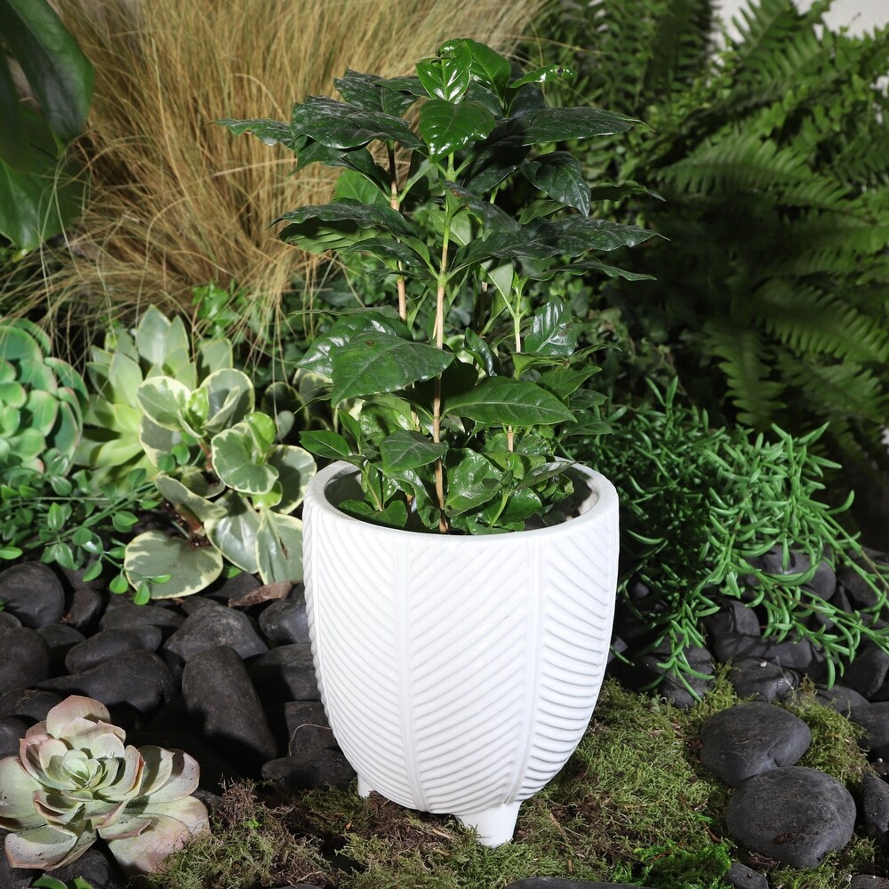 White Porcelain Planter Contemporary 6\