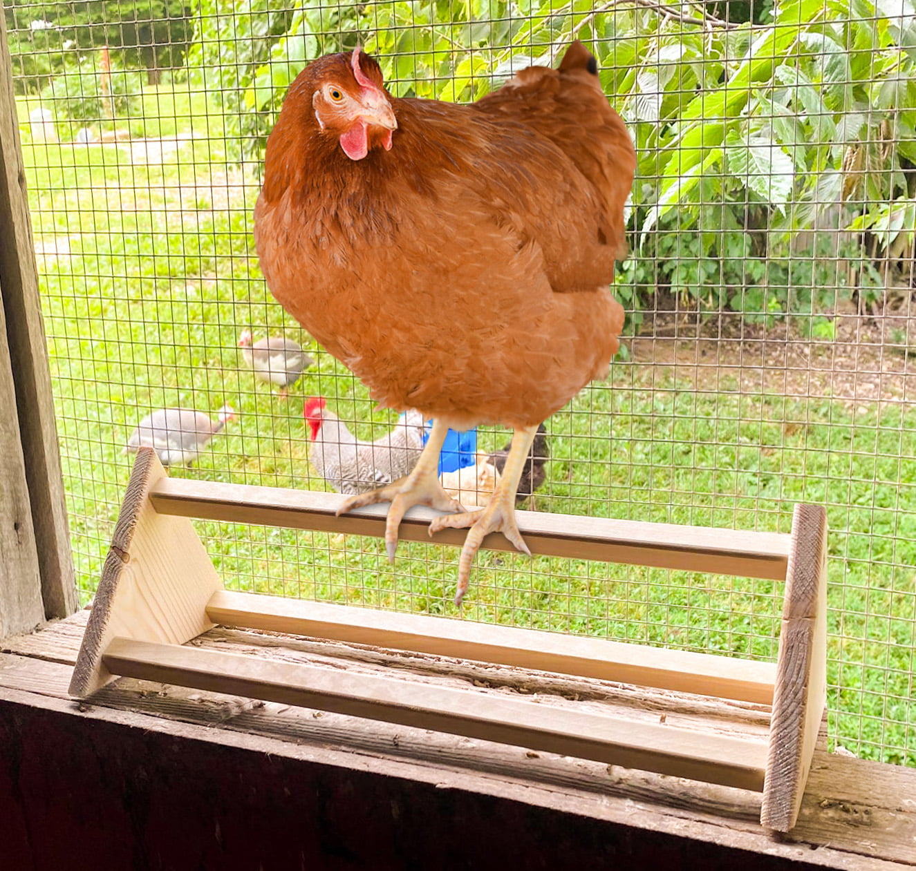 Chicken Perch Strong Wooden Roosting Bar Made in USA Solid Accessories and Toys for Coop and Brooder for Large Bird Baby Chicks Pollos Gallinas Polluelos Parrots by Backyard Barnyard