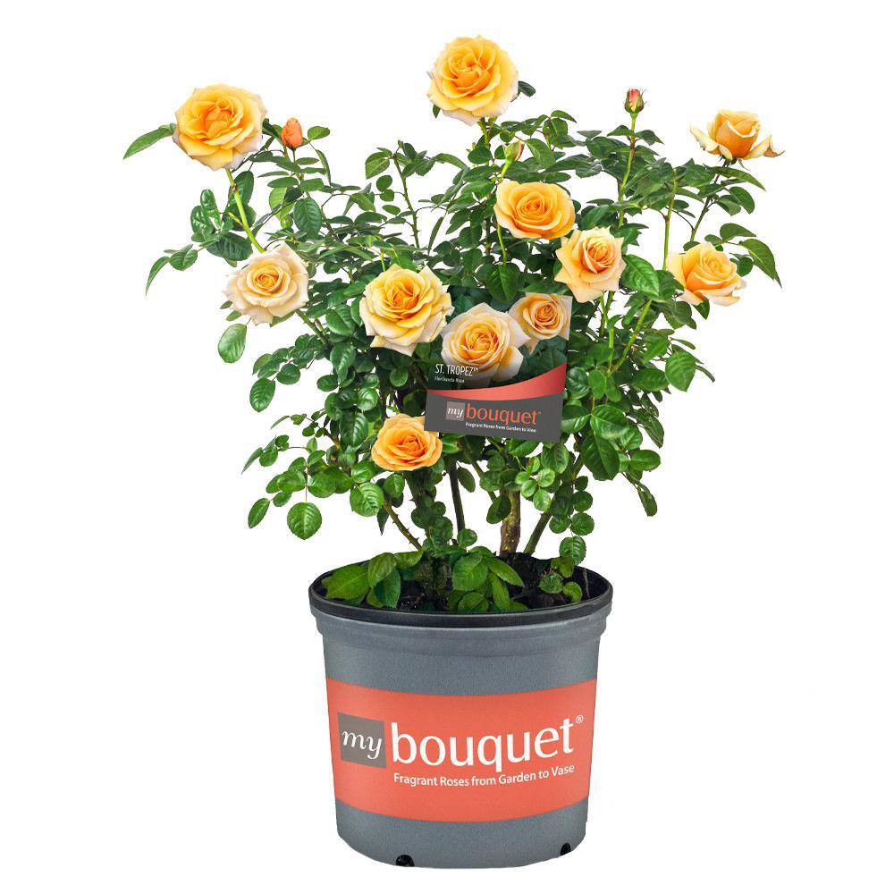 My Bouquet 2 Gal. St. Tropez Rose with Apricot-Orange Flowers 17552