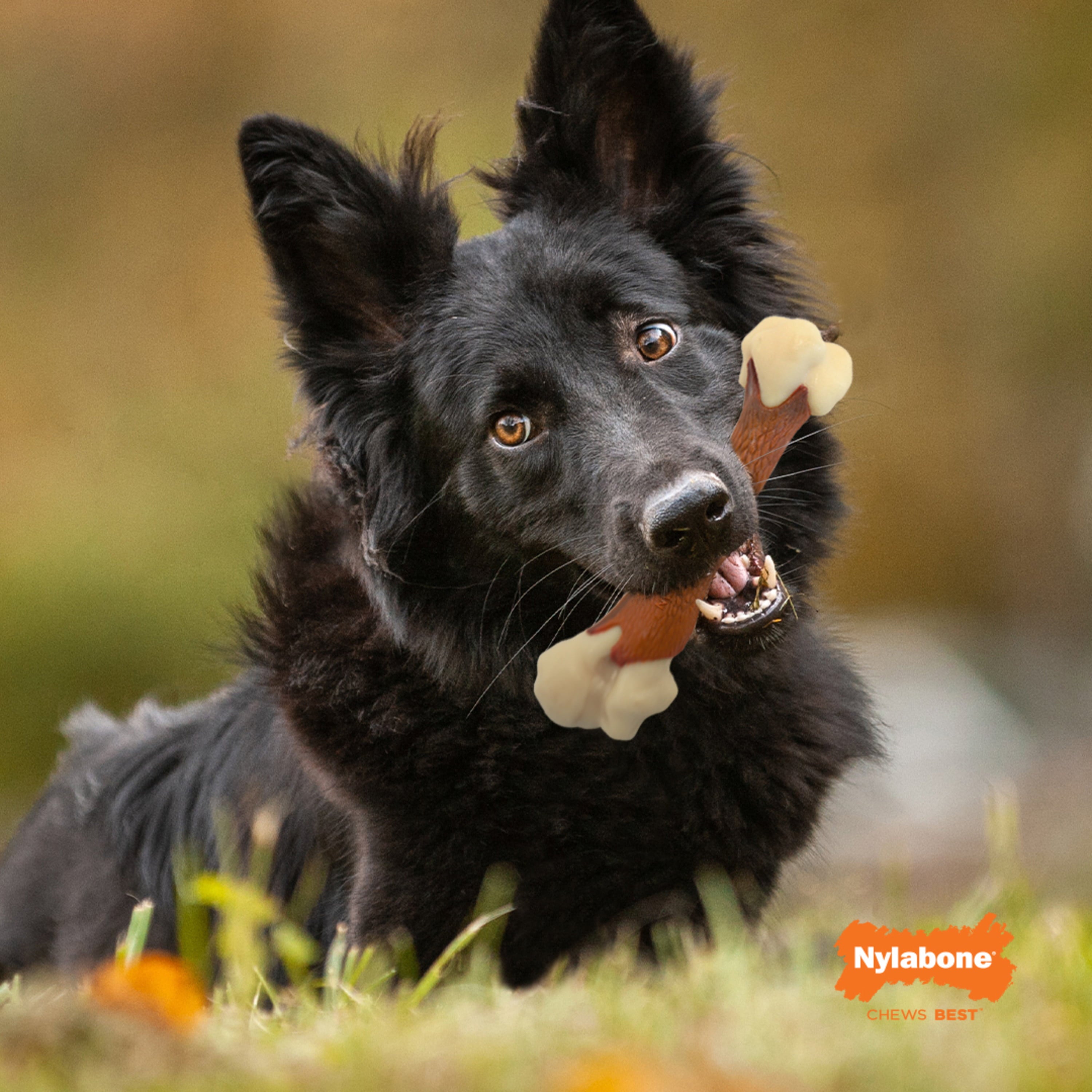 Nylabone Femur Bone Rawhide Alternative Power Chew Durable Dog Toy - 50+ lbs.