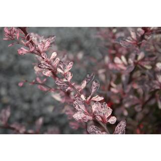 2.25 Gal. - Rose Glow Barberry Live Shrub with Deep Red Purple Folliage and Pink Marbling 1000043262