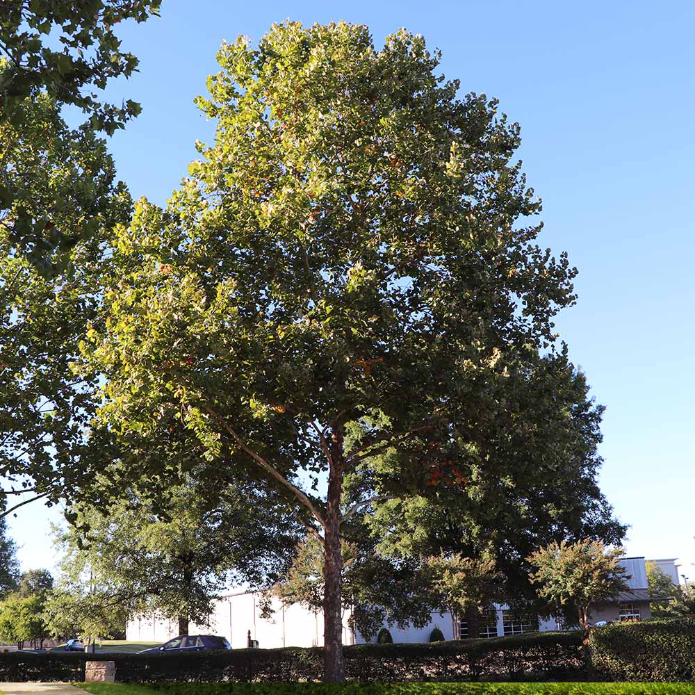 American Sycamore Tree