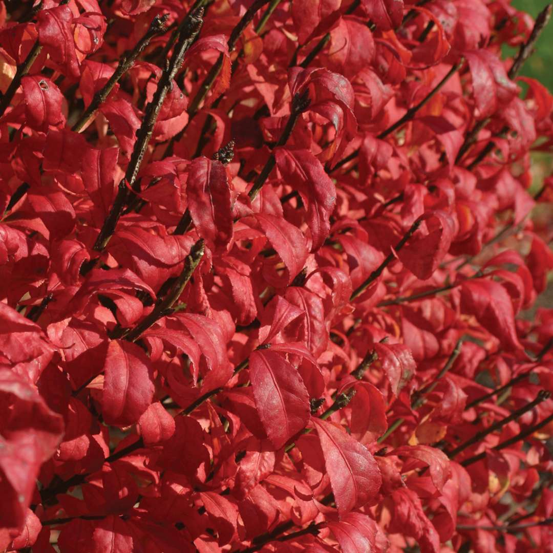 Euonymus Alatus 'Fire Ball