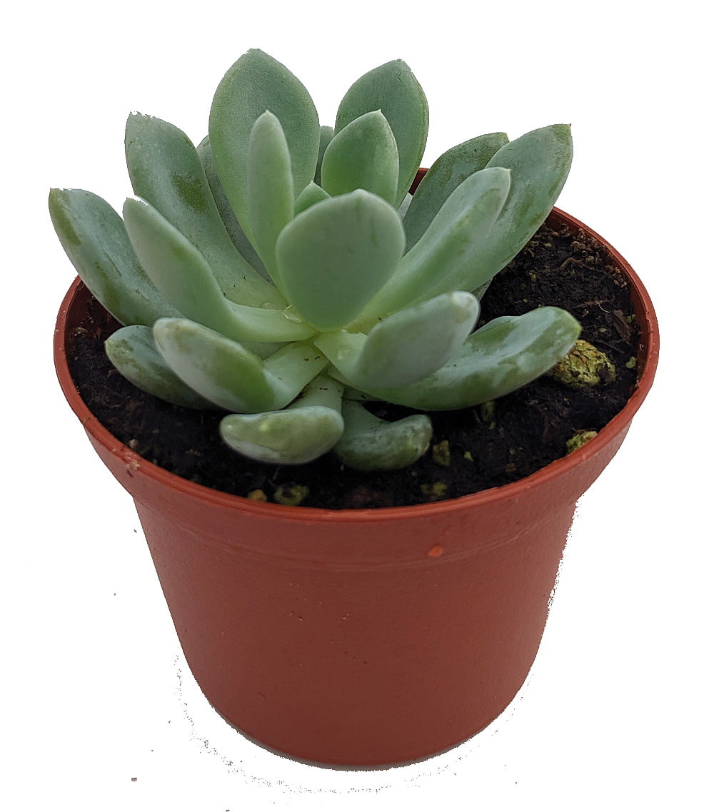 Grey Red Desert Rose - Echeveria - Easy to Grow Succulent - 2.5