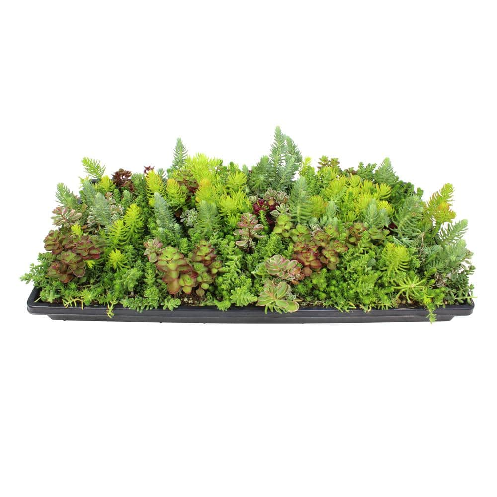 SMART PLANET 10 in. x 20 in. Multi-Color Sedum Mat 0872451