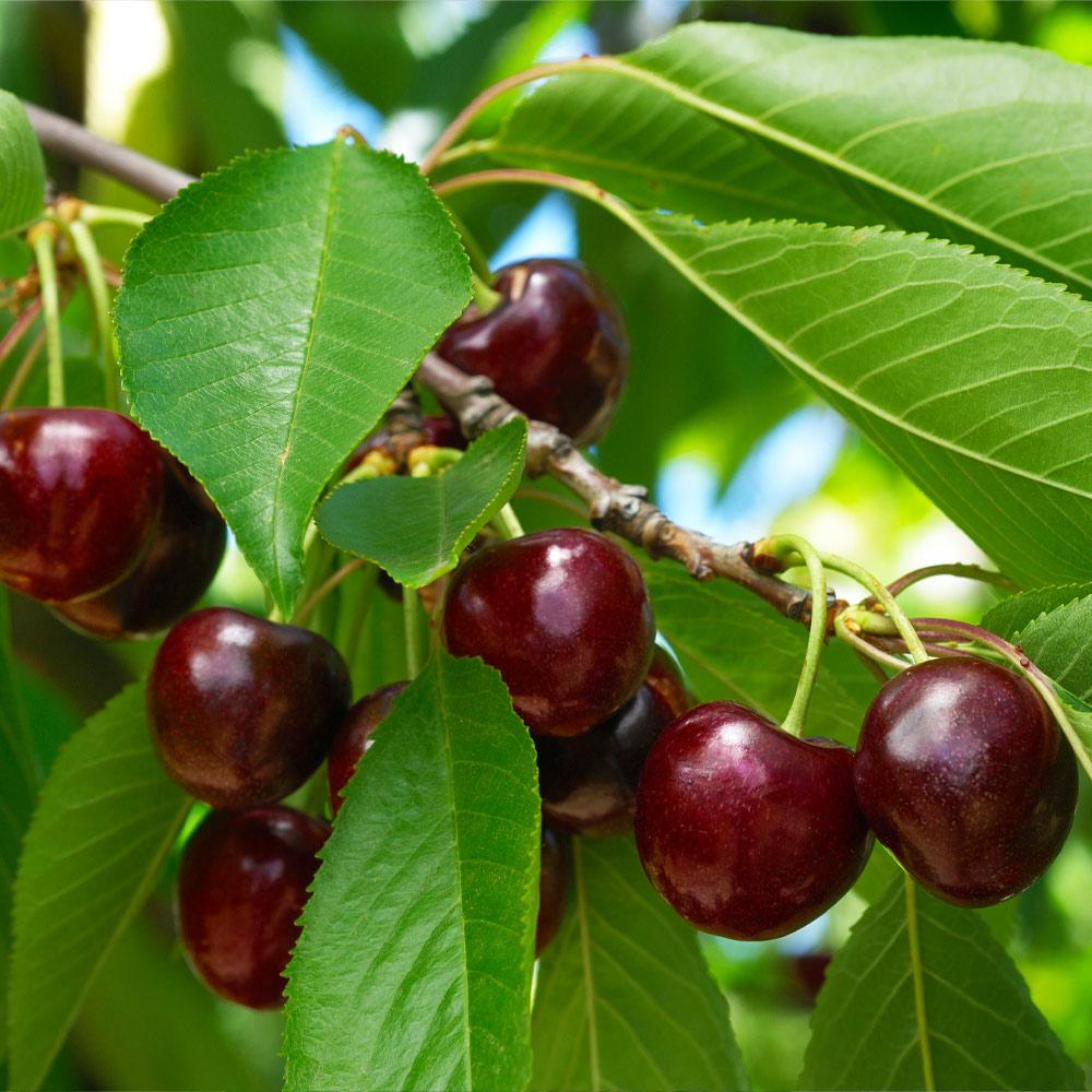 Black Tartarian Cherry Tree