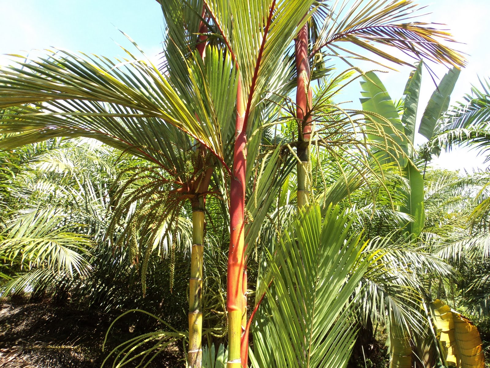 Wekiva Foliage - Red Lipstick Sealing Wax Palm - Live Plant in a 3 Gallon Growers Pot - Cyrtostachys Renda - Extremely Rare Ornamental Palms of Florida