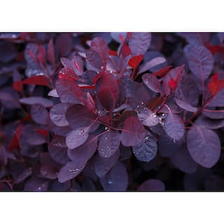 BELL NURSERY 3 Gal. Royal Purple Smokebush Live Flowering Shrub with Purple Foliage and Pink-Purple Flowers (1-Pack) SMOKE3RLP1PK