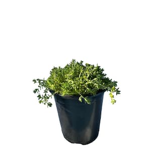 Cesicia 3 Stonecrop Sedum Plants in 3 Separate in. Pots (3-Pack) W-FXO-94