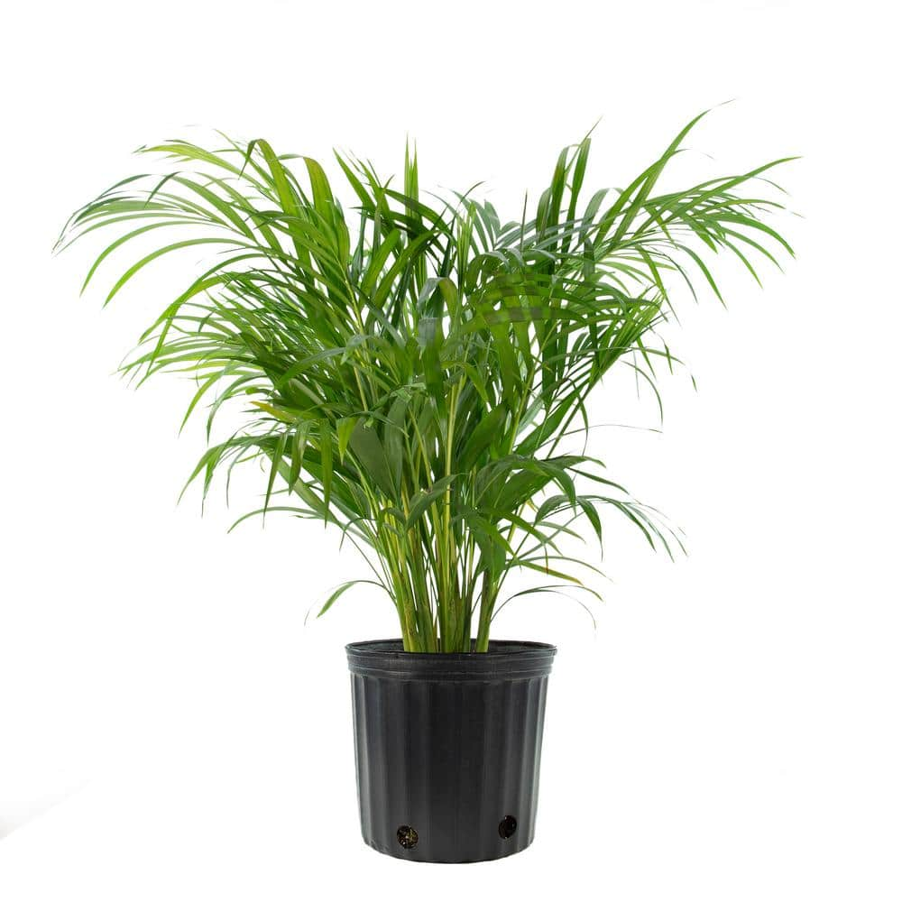 national PLANT NETWORK Areca Palm (Dypsis) in 10 in. Grower Container (1-Plant) HD7748