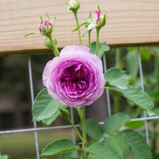 MY CLIMBING 3 Gal. Lavender Crush Climbing Rose with Lavender Flowers 17570