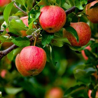 Brighter Blooms 5 Gal. Fuji Apple Tree APP-FUJ-56-5