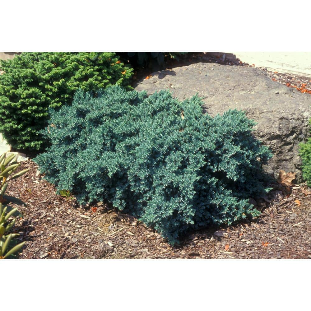 BELL NURSERY 1 Gal. Blue Star Juniper Live Evergreen shrub (1-Pack) JUNIP1BLU1PK