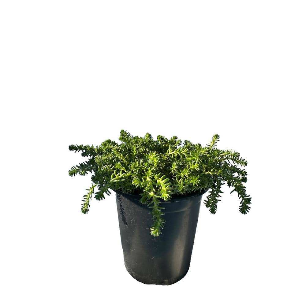 Cesicia Tasteless Stonecrop Spreading Plant (3-Pack) MMPlant10