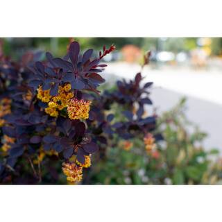 Online Orchards 1 Gal. Concorde Barberry Shrub with Deep Maroon Foliage and Compact Size SBBB010