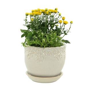 Paddock Home  Garden Ivy League 9 in. W x 8 in. H White Ceramic Planter with Saucer 521384