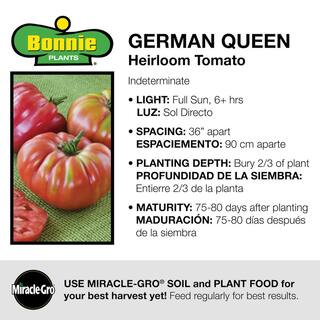 Bonnie Plants 19 oz. German Queen Heirloom Tomato Plant 1003800689