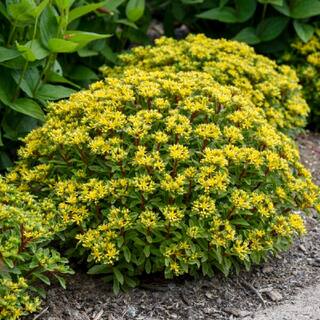 PROVEN WINNERS 0.65 Gal. Rock N Round Bright Idea Stonecrop (Sedum) Live Plant Yellow flowers and Green Foliage SEDPWP1147103