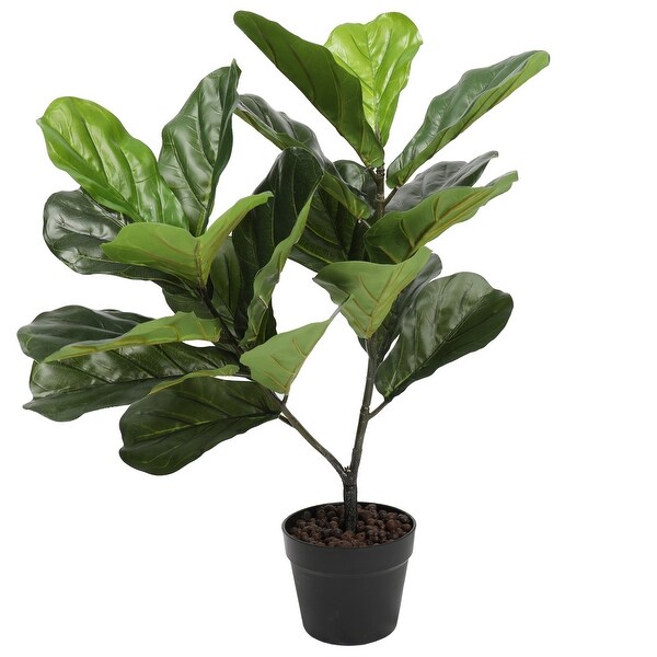 Fiddle Fig Leaf 30 Tree