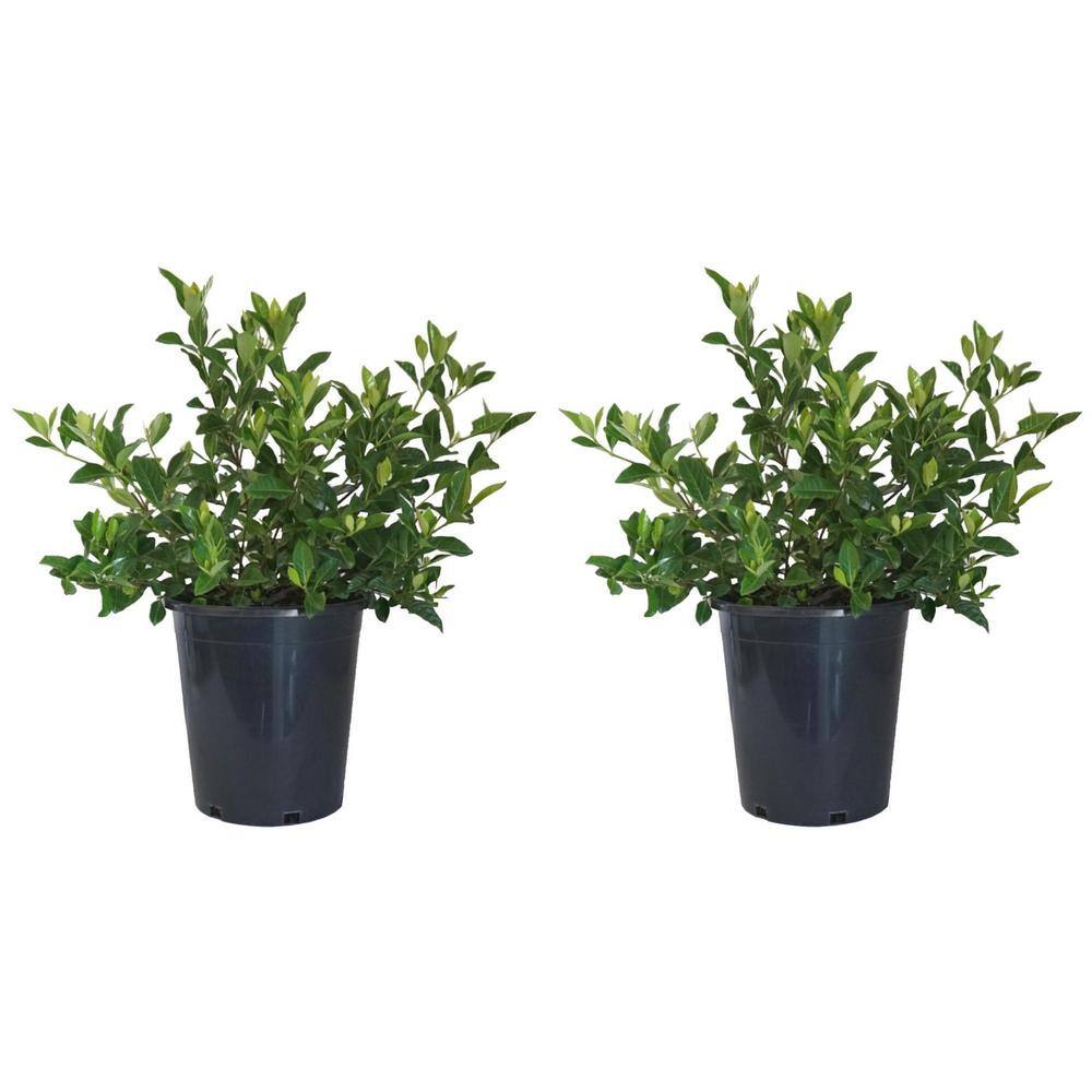 Alder  Oak 5 Gal. Everblooming Gardenia Perennial Plant (2-Pack) GAVE05