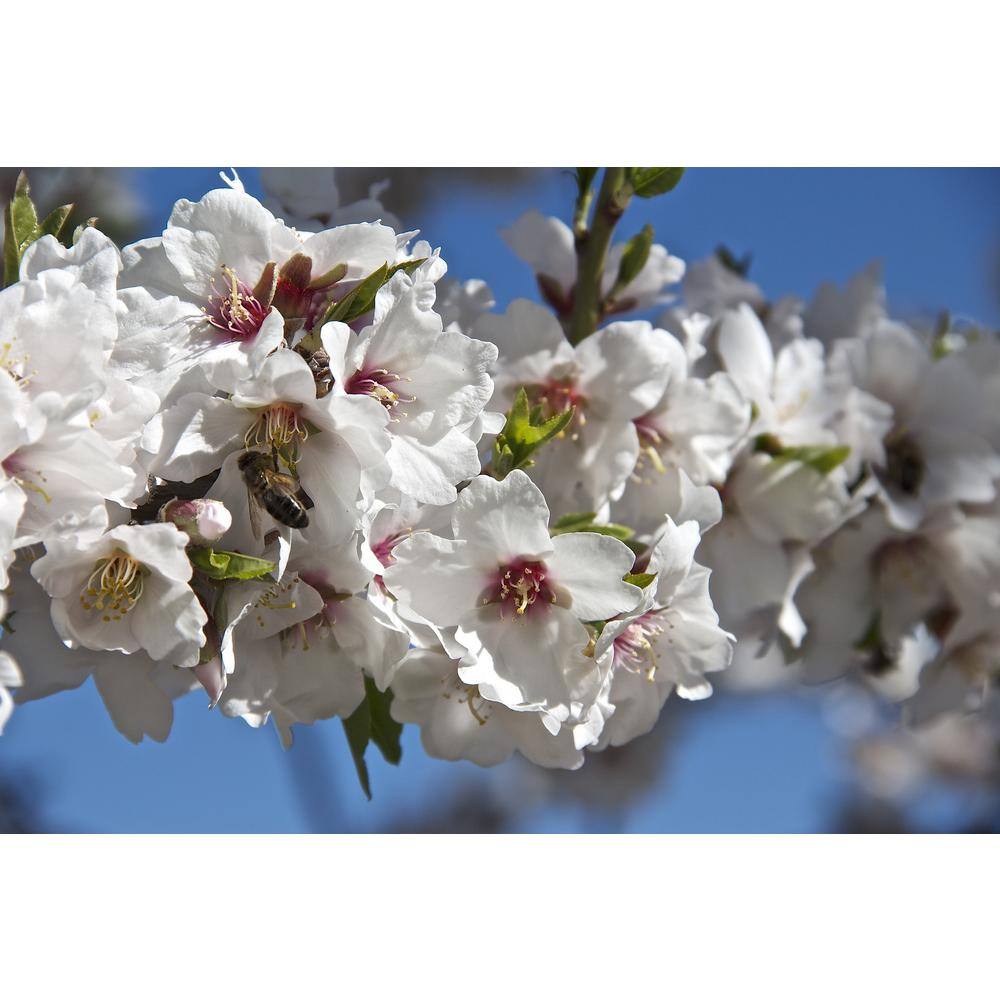 Online Orchards All-in-1 Almond Tree Bare Root NTAL001