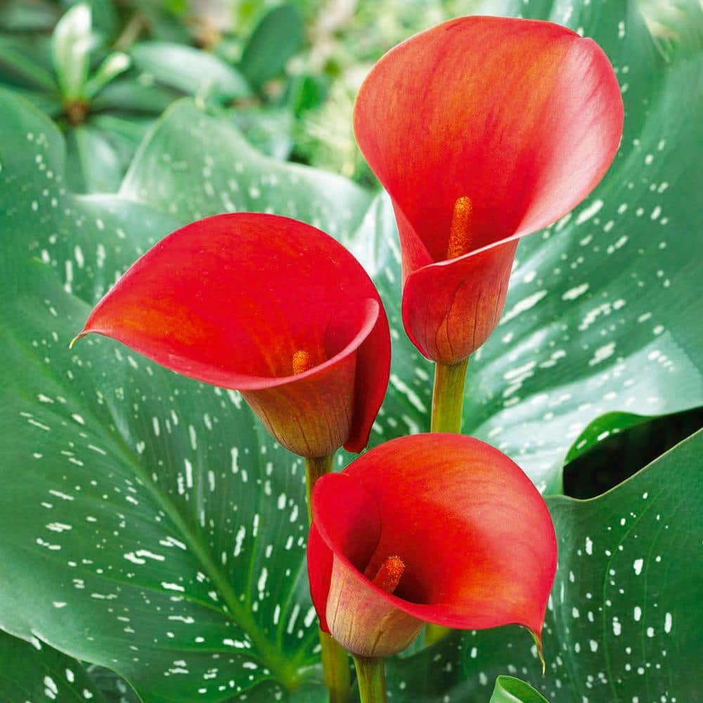 Garden State Bulb 1214 cm Red Alert Calla Lily Flower Bulbs (Bag of 15) ECS-59-15-03