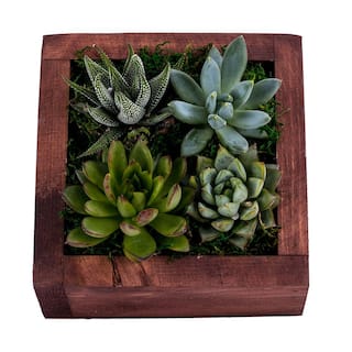 DecoBlooms Living Wall Succulent Garden DB6812