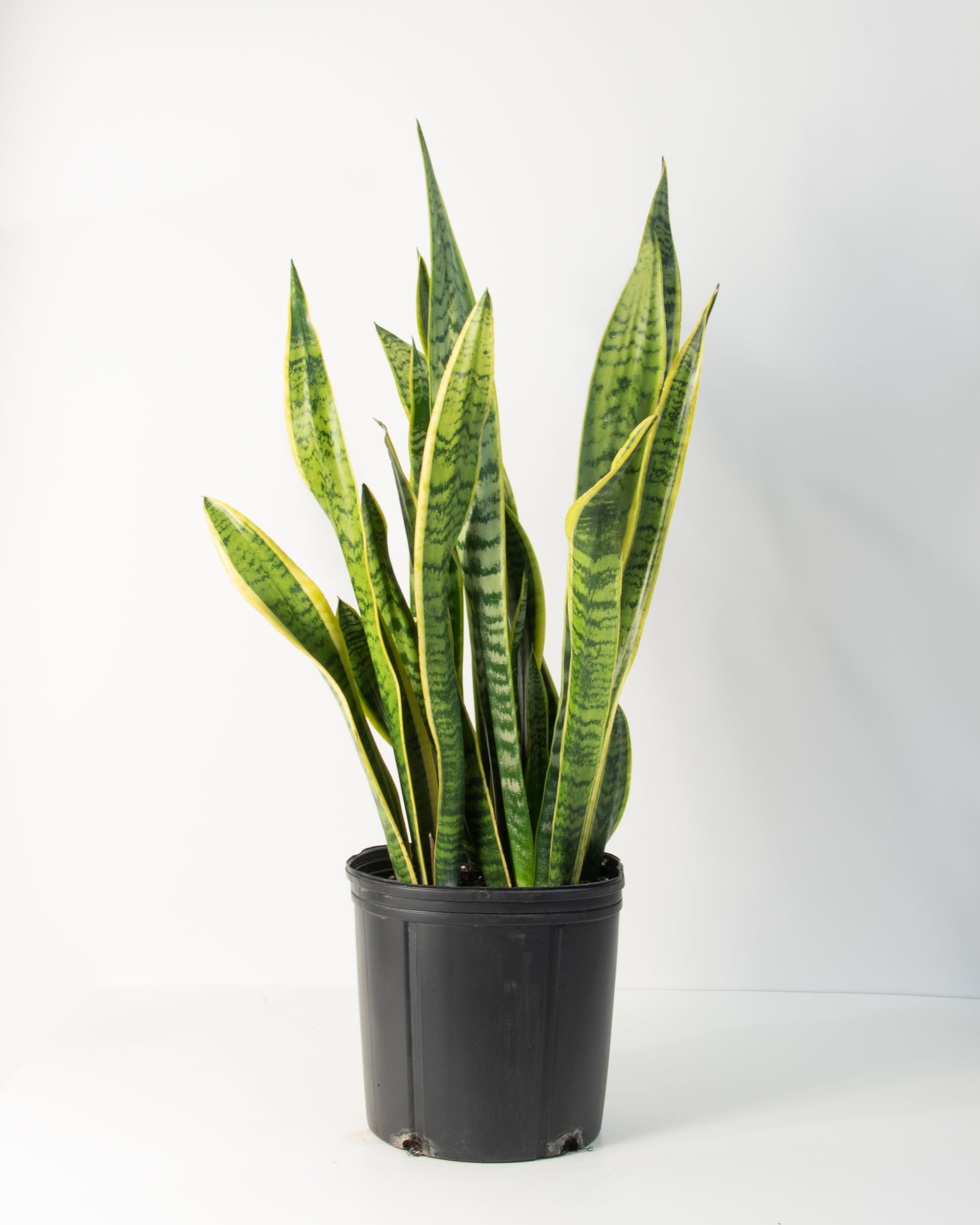 10 in Snake Plant 'Laurentii' Sansaveria Plant i