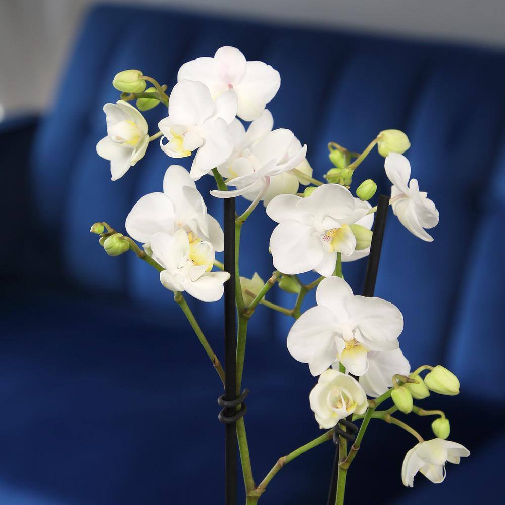 ALTMAN PLANTS 3.5 in. White Orchid Phalaenopsis Live House Plant in White Ceramic Pot 0873008