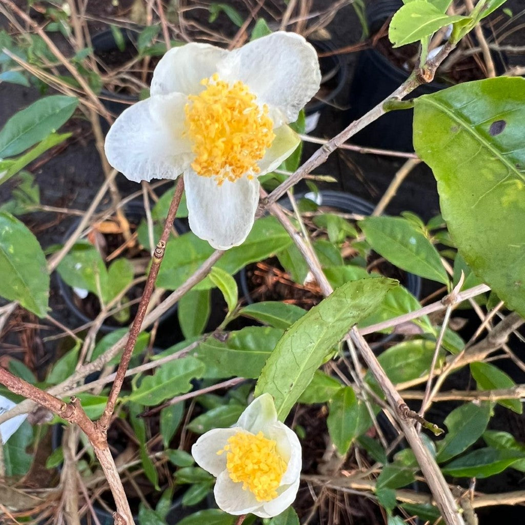 Small Leaf Tea Plant