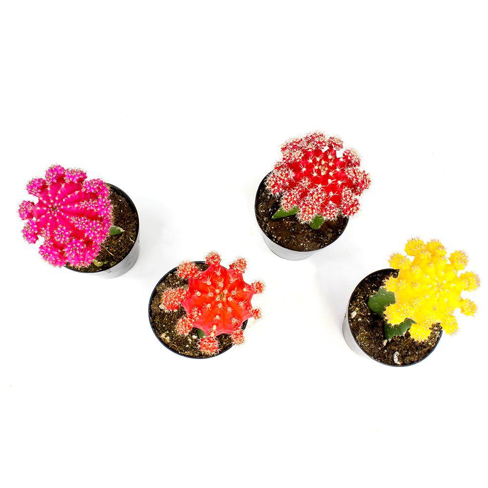 SMART PLANET 2.5 in. Grafted Cactus Plant Collection (4-Pack) 0880049