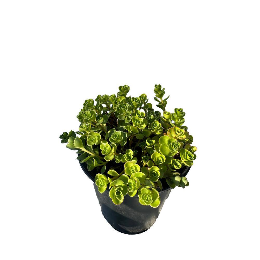 Cesicia John Creech Stonecrop Plant in Separate in Pots (3-Pack) W-01-85R