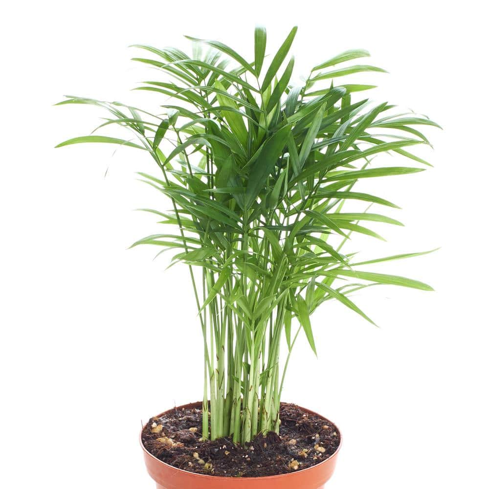 Shop Succulents Neanthe 'Bella Palm' in 4 in. Grow Pot， Live Indoor/Outdoor Air Houseplant and Office Decor Low Light 1-BELLAPALM-4