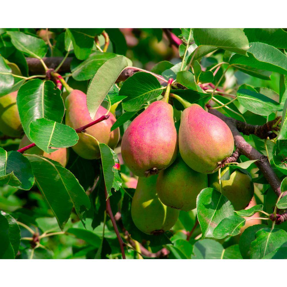 Online Orchards 3 ft. Comice Pear Tree with Self Fertile Red Blushed Fruit Used for High End Culinary FTPR202