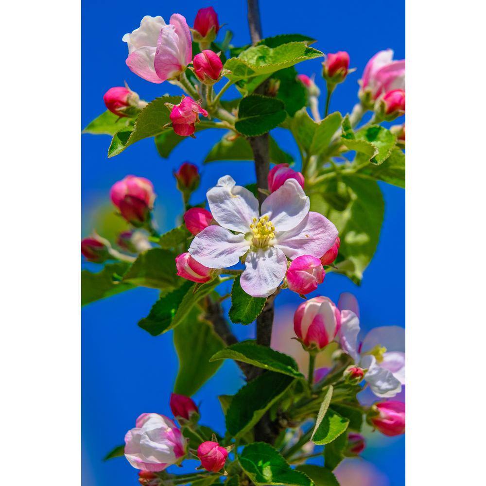 Apple Tree (Bare-Root 3 ft. to 4 ft. Tall 2-Years Old)