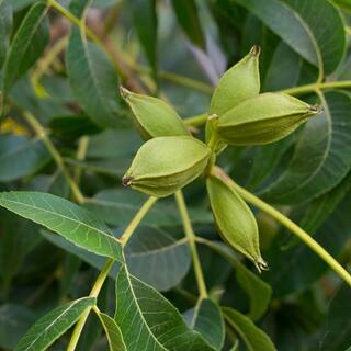 national PLANT NETWORK 2.25 Gal. Deciduous Native Pecan Tree HD7107