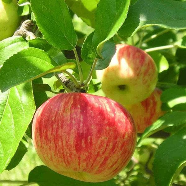 Apple, Seb - Plant