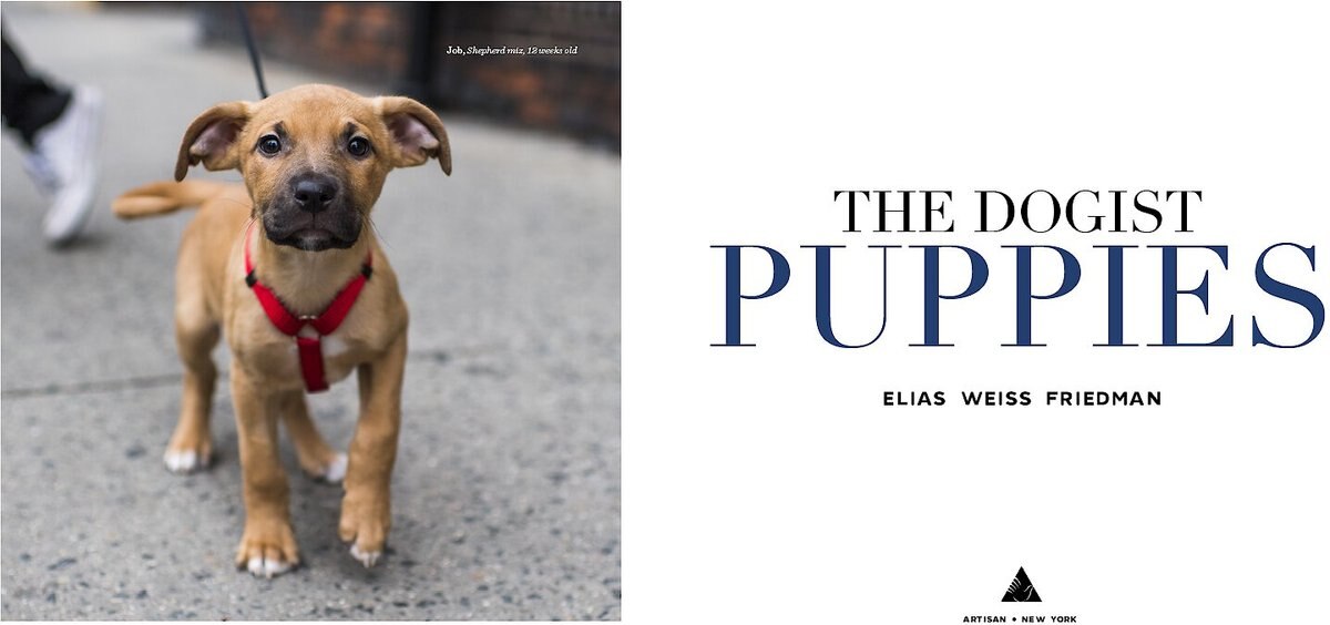 The Dogist Puppies