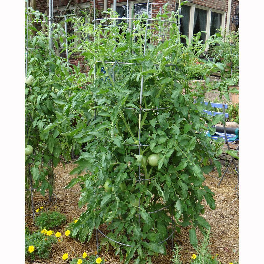 Bonnie Plants 1.19 qt. Bonnie Original Tomato Plant (6-Pack) 0202
