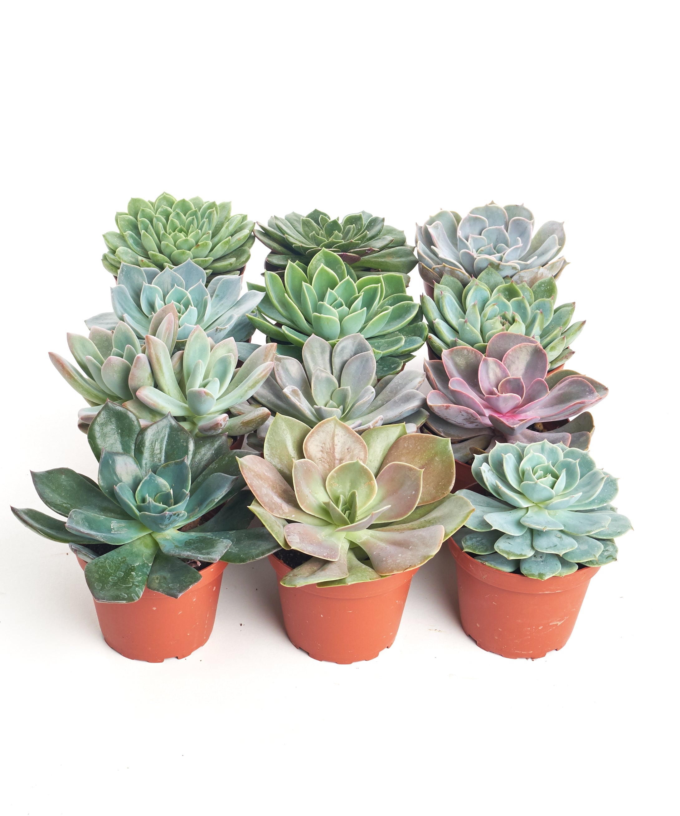 Home Botanicals 4 Inch Rosette Succulent Collection Succulent (Collection of 12)