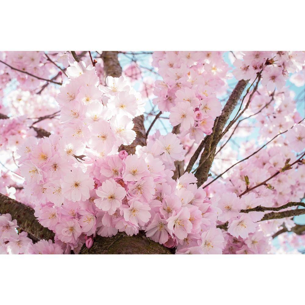 Online Orchards Akebono Cherry Blossom Tree (Bare Root 3 ft. to 4 ft. Tall) FLCH008