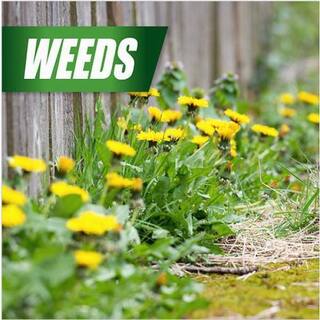 PULVERIZE Weed Killer for Lawns 2.5 Gal. Concentrate PW-C-320