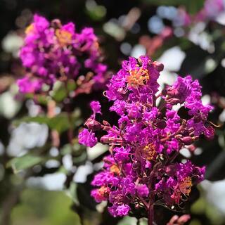 SOUTHERN LIVING 3 Gal. Miss Sandra Crape Myrtle Tree CRMMSA03G