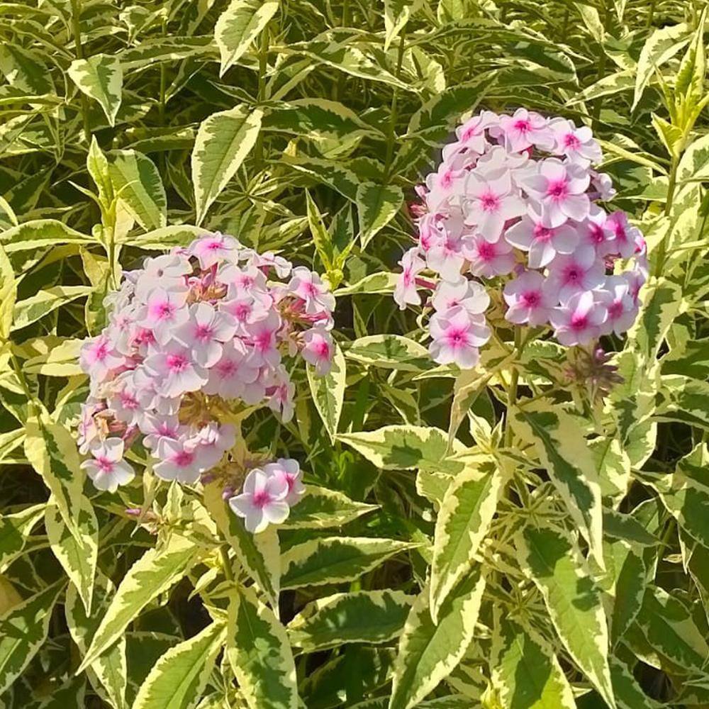 VAN ZYVERDEN Tall Phlox Variegated Paniculata Nora Leigh (Set of 3 Roots) 83858