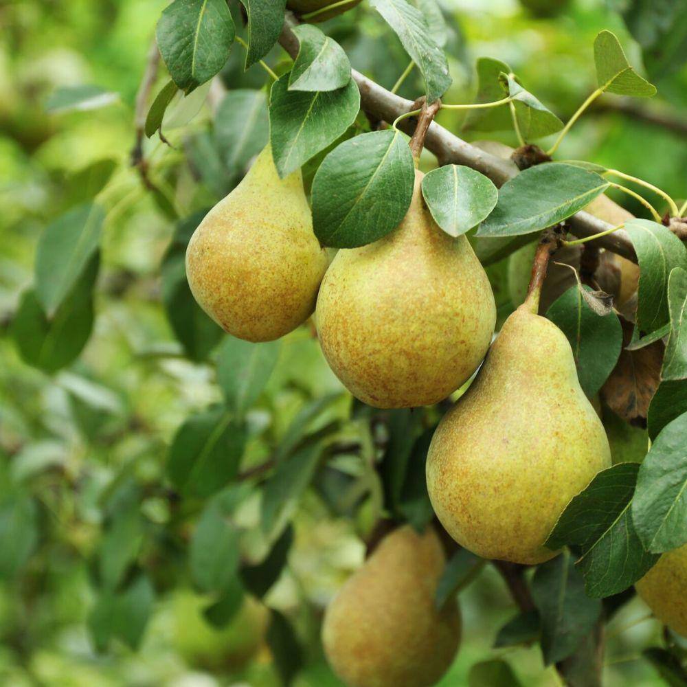 Southern Living 7 Gal. Pineapple Pear Tree PEAPIN07G